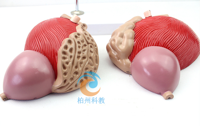 膀胱附前列腺解剖结构放大模型
