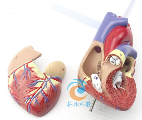 仿真人心脏解剖模型