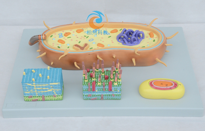 原核细胞模型