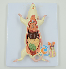 老鼠解剖模型