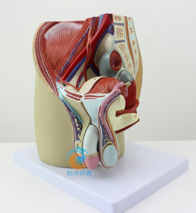 男性生殖器解剖模型