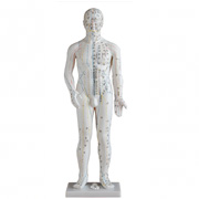 人体针灸模型(男性) 高70cm