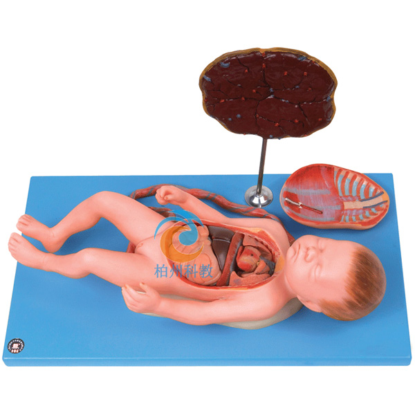 胎儿血液循环带内脏模型