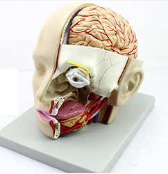 头部解剖模型（4倍件）