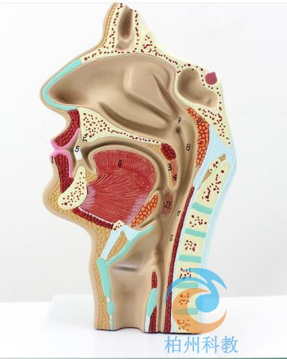 鼻咽部解剖模型