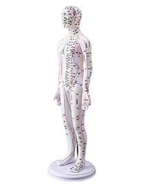 人体针灸模型(女性) 高48cm