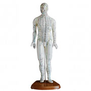 人体针灸模型(男性) 高46cm