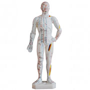 人体针灸模型(男性) 高26cm