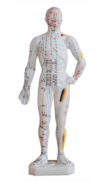人体针灸模型（男性） 高26cm