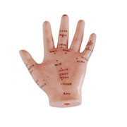 手针灸模型(13cm)