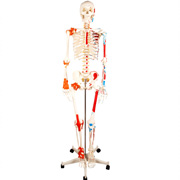 人体骨骼半边肌肉着色半边附韧带模型
