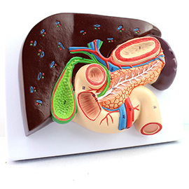 肝胆胰腺十二指肠切面模型