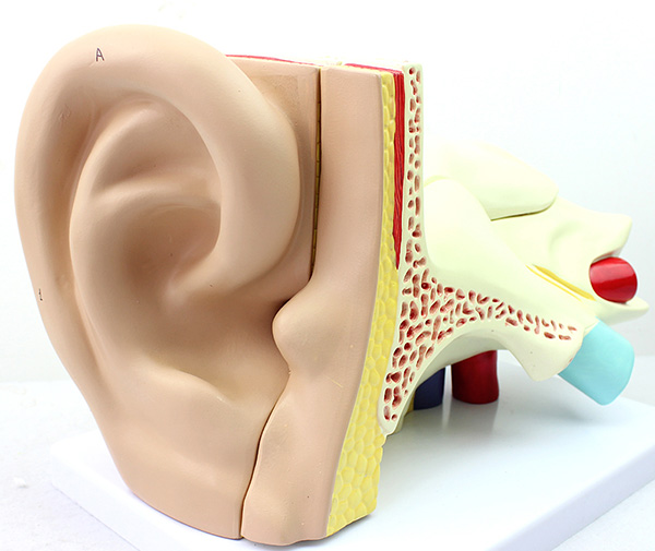 三倍耳朵解剖结构模型（5件）