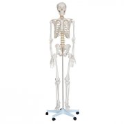 人体骨骼模型（高170cm）