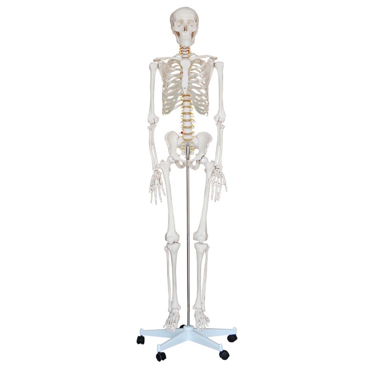 人体骨骼示教模型
