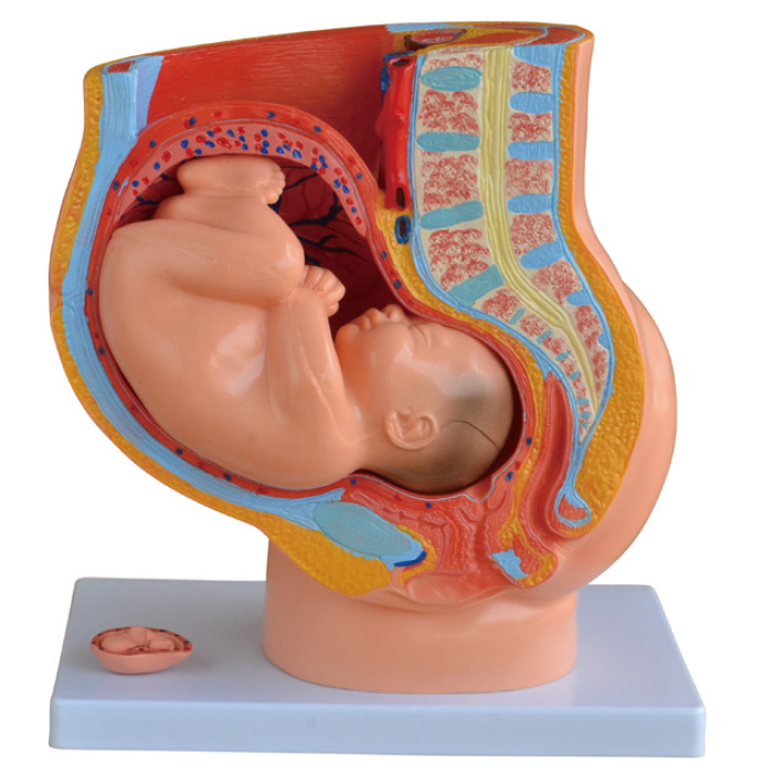 女性妊娠矢状解剖模型