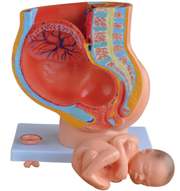 女性妊娠矢状解剖模型