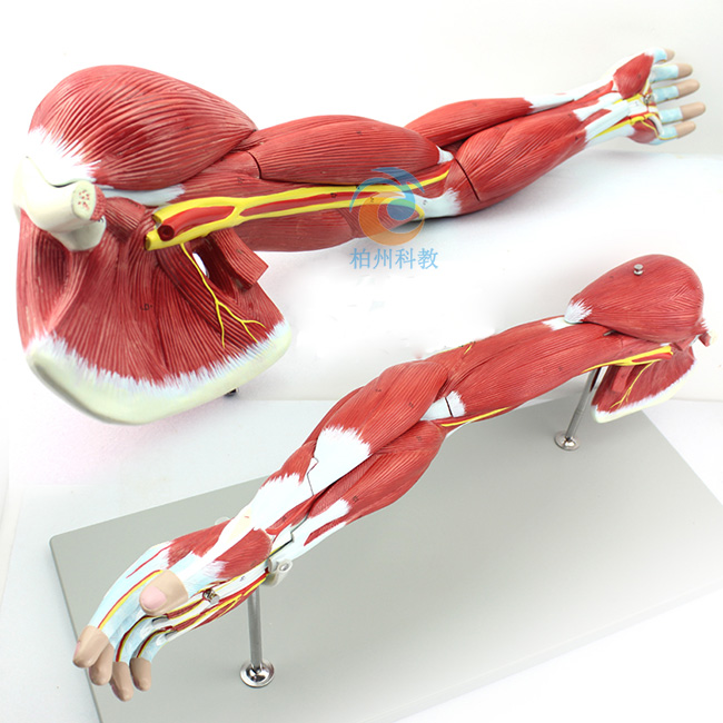 上肢肌肉附血管神经模型