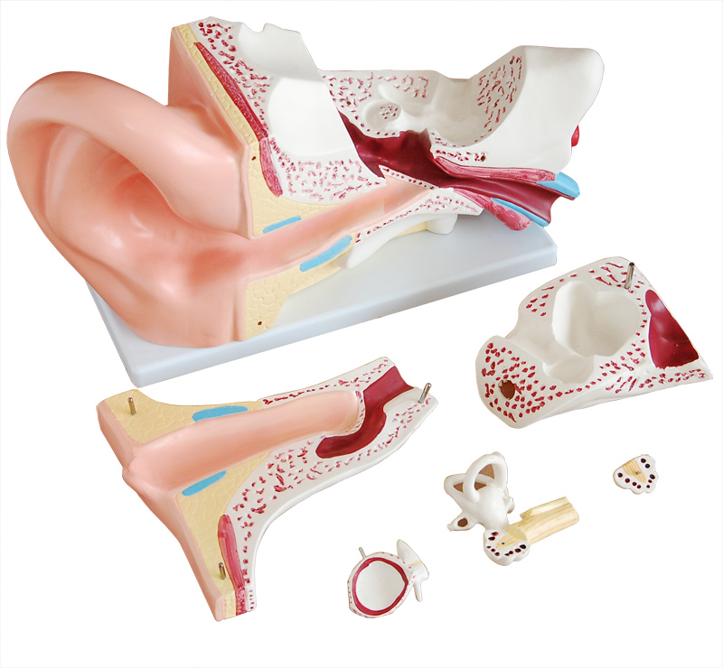 新型大耳解剖放大模型(5倍)