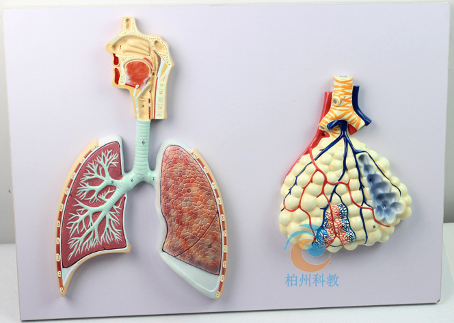 呼吸系统概观模型