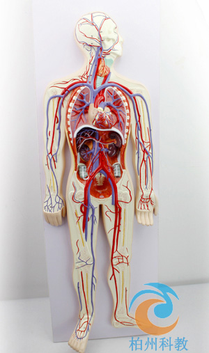 心血管循环系统模型