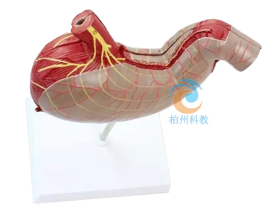 胃及剖面模型