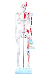 人体骨骼附肌肉着色模型85CM