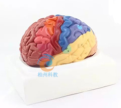 大脑功能分区模型