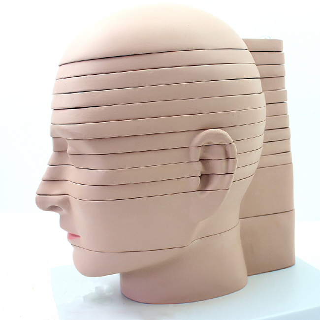 人体头颈部断层解剖横切面模型