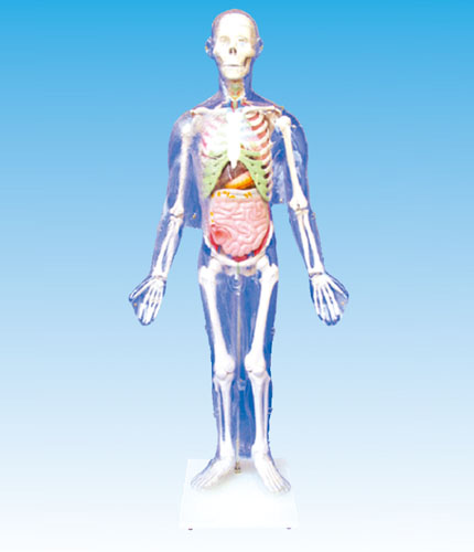 人体体表、骨骼与内脏关系模型
