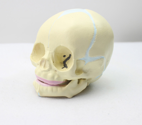 胎儿头颅骨模型
