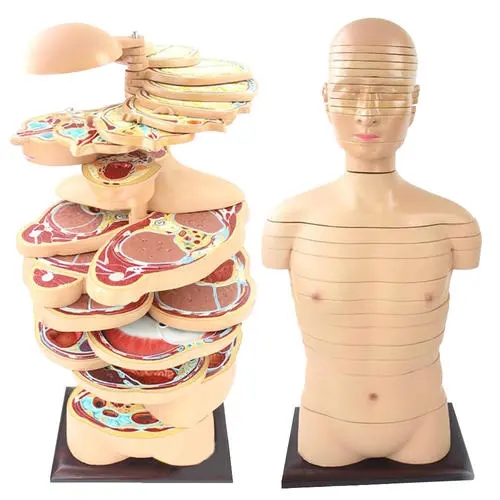 人体头颈躯干水平切面断层解剖模型