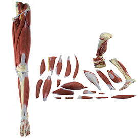 腿肌解剖模型（23部件）