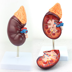 人体肾脏解剖模型