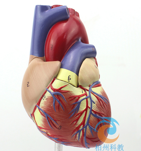 仿真人心脏解剖模型