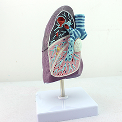 肺病理解剖模型