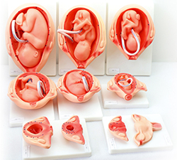 妊娠胎儿形成过程模型