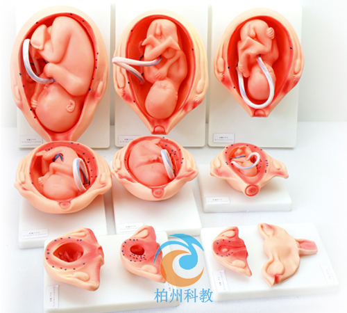 妊娠胎儿形成过程模型