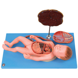 胎盘脐带与胎儿附内脏模型