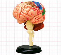 脑结构模型