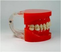 标准牙颌模型A