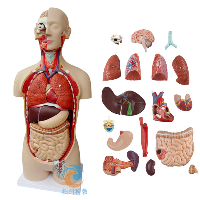 18部件85CM无性躯干人体身体器官结构组织解剖模型