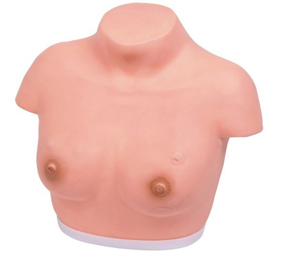 女性乳腺检查训练模型