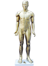 人体铜人针灸模型84CM