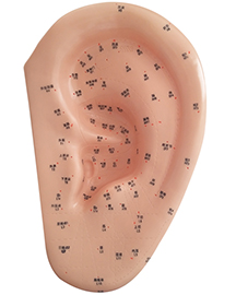 耳针灸模型 40CM