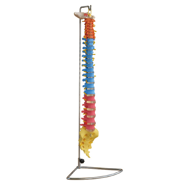 彩色人体脊椎模型