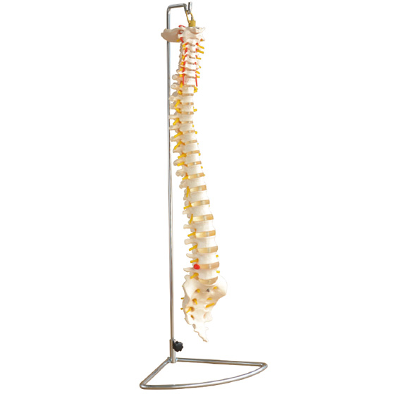 脊椎骨模型(带尾骨,自然大)