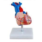自然大心脏解剖模型