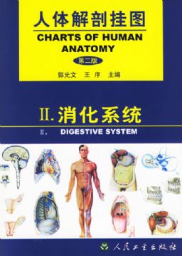 消化系统挂图，人体解剖挂图