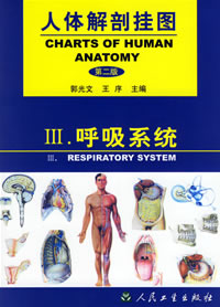 呼吸系统挂图，人体解剖挂图